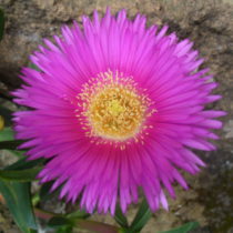 Profile picture of Malina61